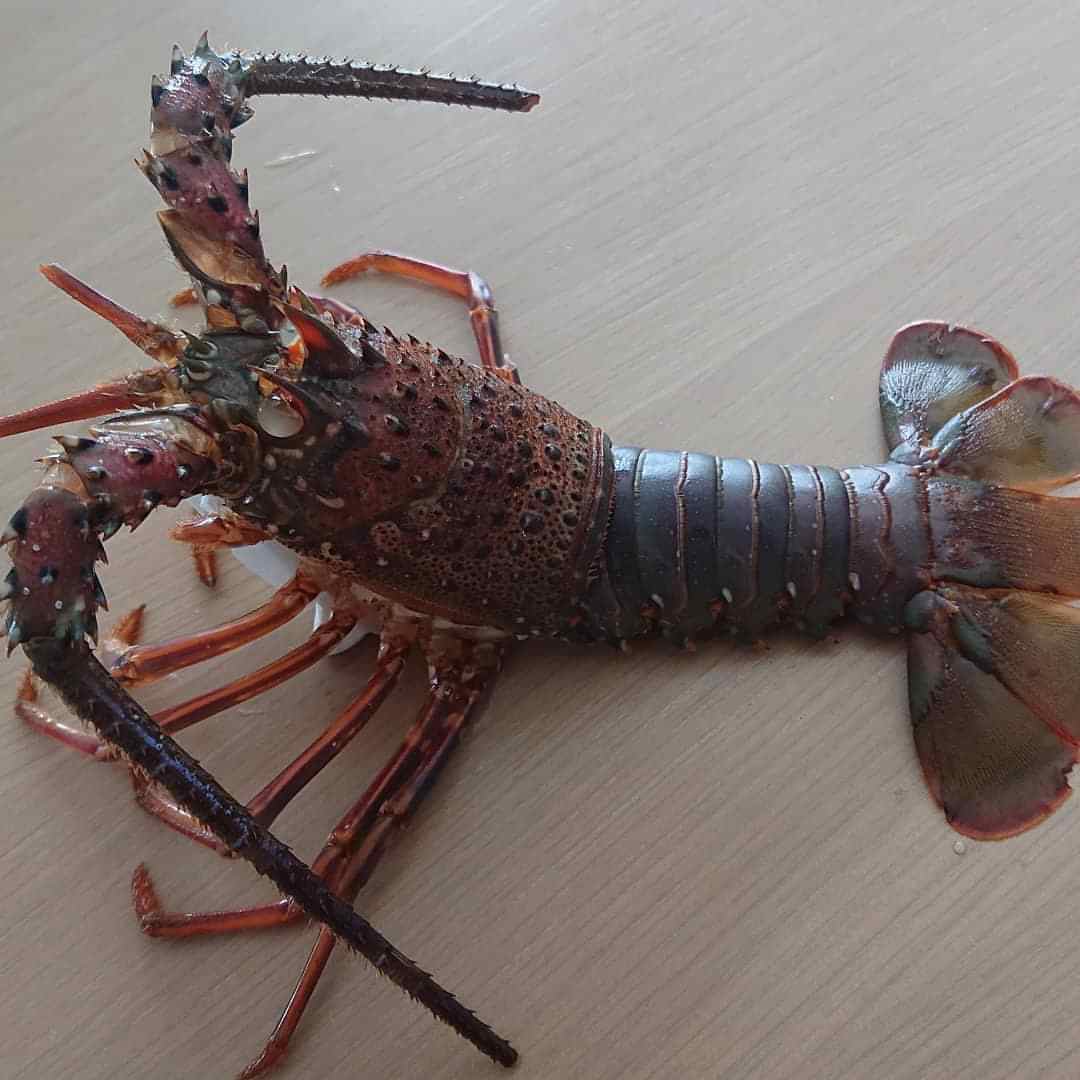 Ise Spiny Lobster
