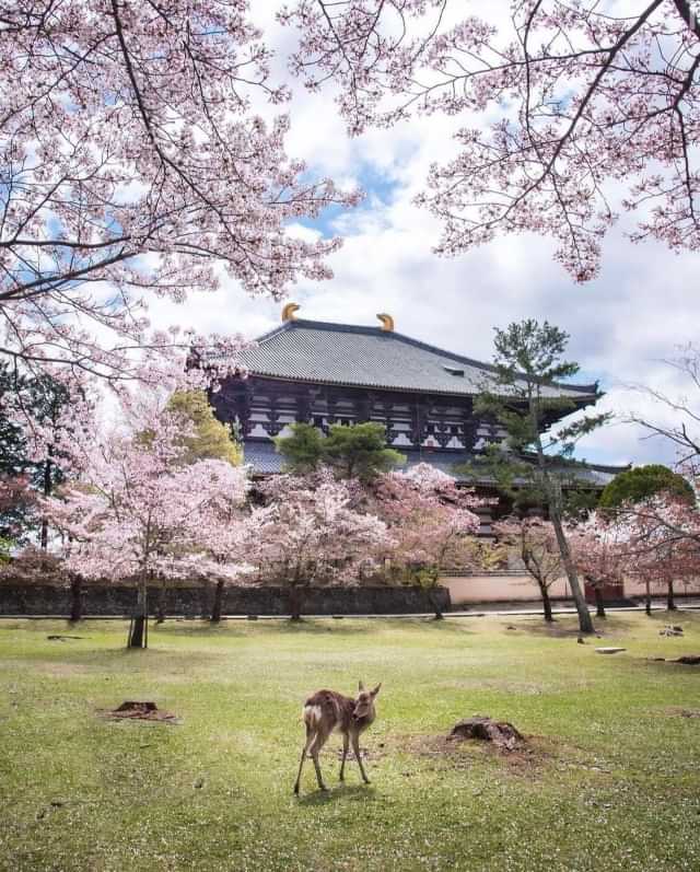 Nara Deer at Tōdai-ji Temple in Spring