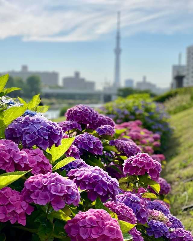 Ajisai The Japanese Hydrangea Nature In Japan Onigiro S Blog