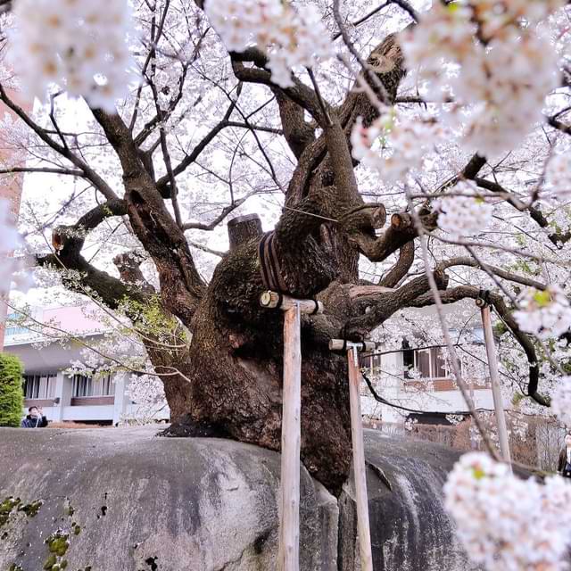 Ishiwari-zakura 石割桜